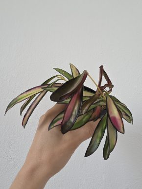 Hoya wayetii variegata