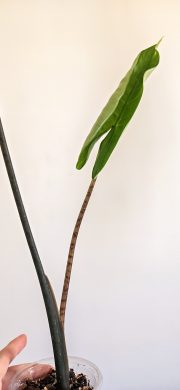 Alocasia zebrina black stem