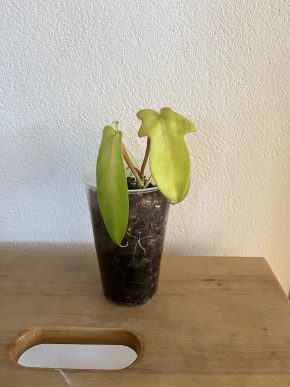 Philodendron Florida Ghost