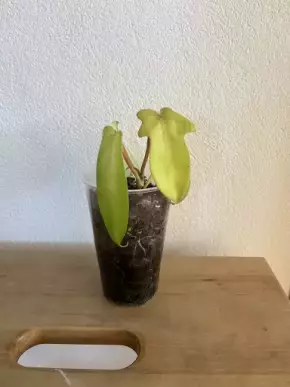 Philodendron Florida Ghost