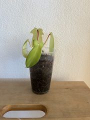 IMG_6462.jpeg