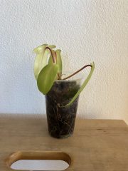 IMG_6463.jpeg