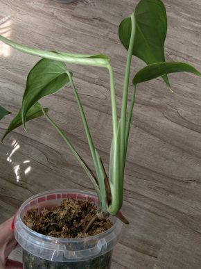Monstera Burle Marx Flame baby rostlinka