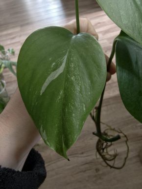 Monstera deliciosa albo variegata