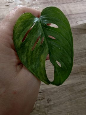 Monstera aurea Adansonia řízek