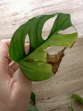 Monstera aurea Adansonia řízek