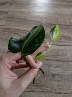 Philodendron hederaceum Brasil