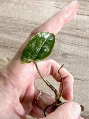 Syngonium albo var.