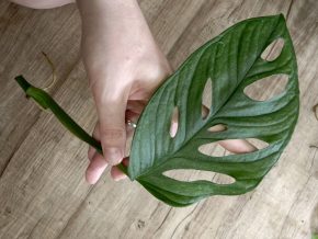 Monstera Mint Adansonia