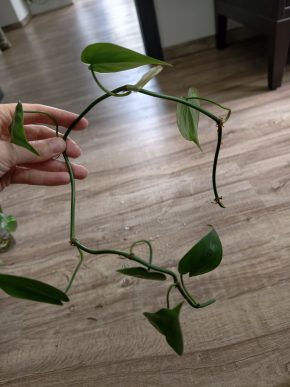 Philodendron hederaceum