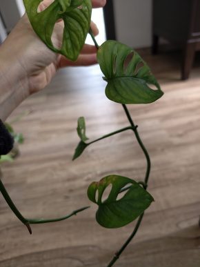 Monstera monkey Adansonia