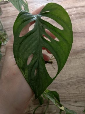 Monstera aurea Adansonia řízek