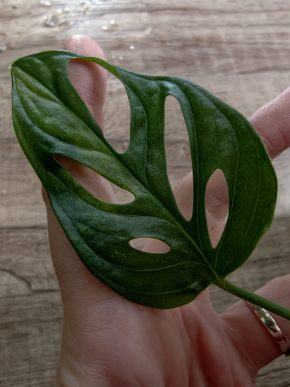 Monstera aurea Adansonia řízek