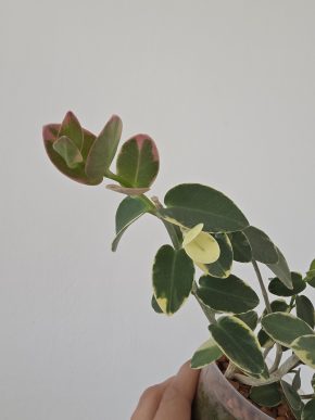 Hoya cumingiana albomarginata - čerstvý řízek 1 kolínko