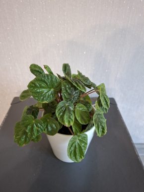 Peperomia