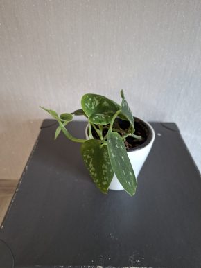 Schindapsus pictus
