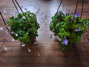 Streptocarpus saxorum