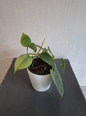 Filodendron