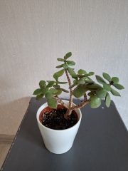 20260601_120636.jpg