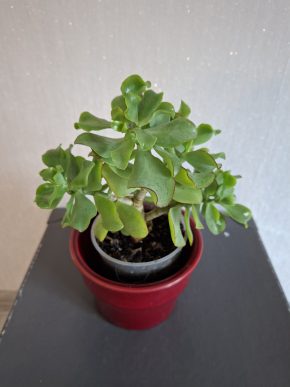 Crassula ovata undulata