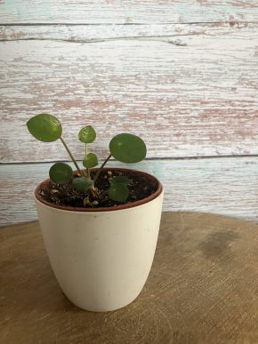 Chinese Money Plant (Pilea peperomioides)