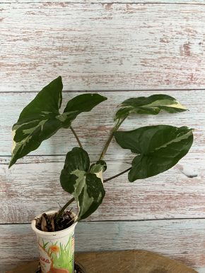 Syngonium albo variegata