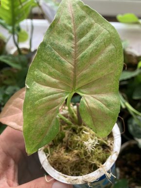 Syngonium pink margarita