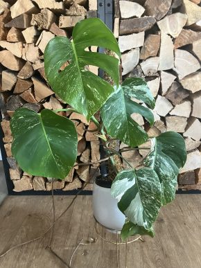 Monstera albo variegata