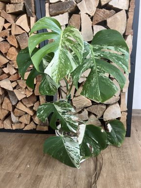 Monstera albo variegata