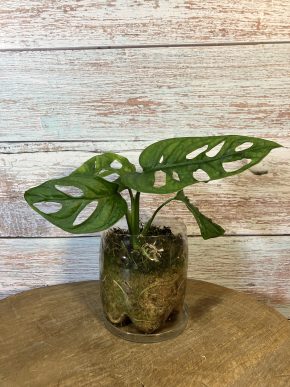 Monstera monkey mask (Adansonii)