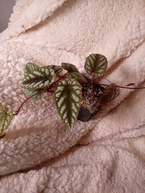 Cissus discolor