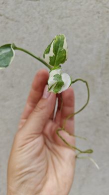 Zakořeněný řízek Epipremnum aureum 'N'Joy' /potos