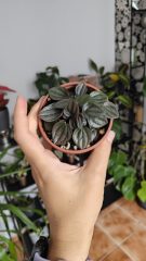 1000040266.jpg