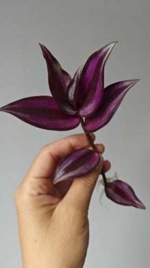 Zakořeněný řízek Tradescantia Zebrina / voděnka,poděnka