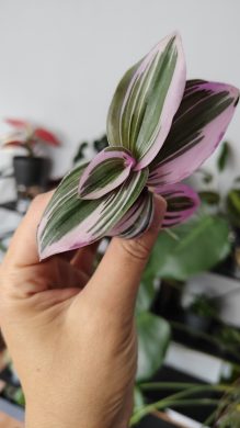 Zakořeněný řízek Tradescantia Nanouk / voděnka,poděnka