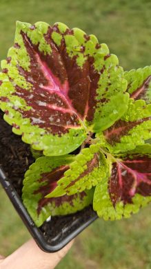 Okrasná kopřiva/coleus