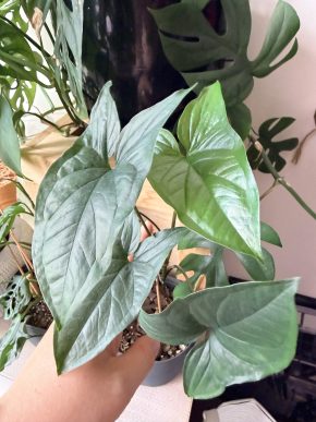 Syngonium podophyllum REVERTED Albo