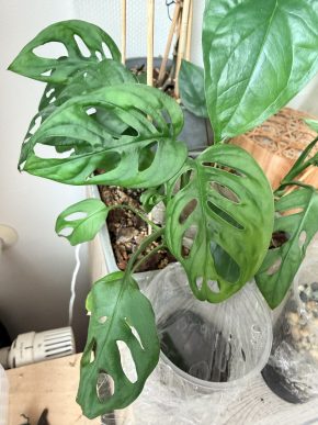 Monstera adansonii