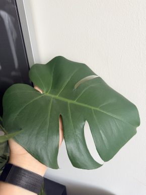 Monstera