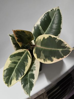 Ficus elastica Roxb.