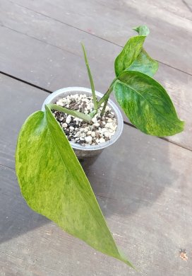 Epipremnum pinnatum Mint