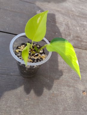 Epipremnum aureum Neon variegata č. 1