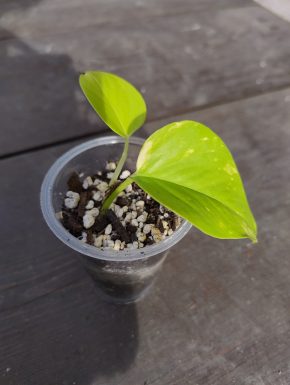 Epipremnum aureum Neon variegata č.2