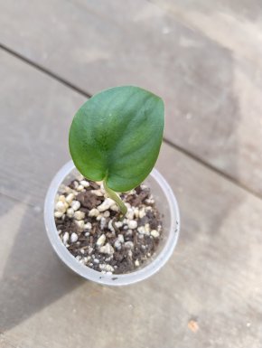 Scindapsus Jade Satin