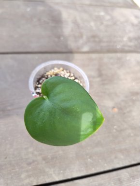 Scindapsus Jade Satin č. 2