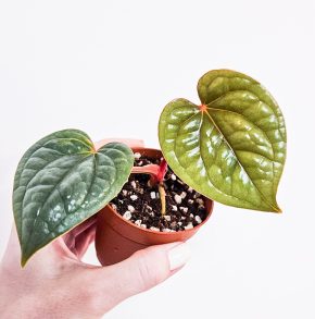 Anthurium Luxurians silver blue raritka