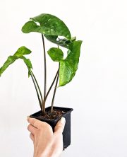 1000119316.jpg
