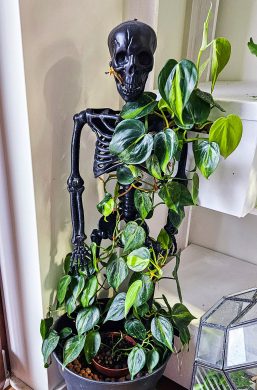 Philodendron brasil