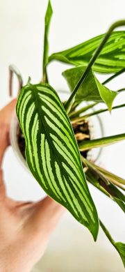 Calathea Vittata