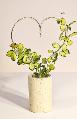 Hoya heuschkeliana variegata